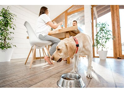Alternatives to Raw Pet Food Diets